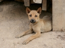 mekong (38)
